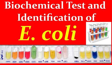 e.coli oxidase test|e.coli lab test results.